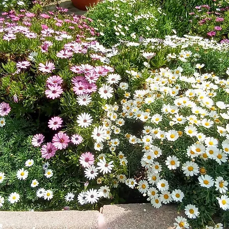 Apartamento Nuevo ático Con Piscina Privada Y Vistas Al Mar Fuengirola