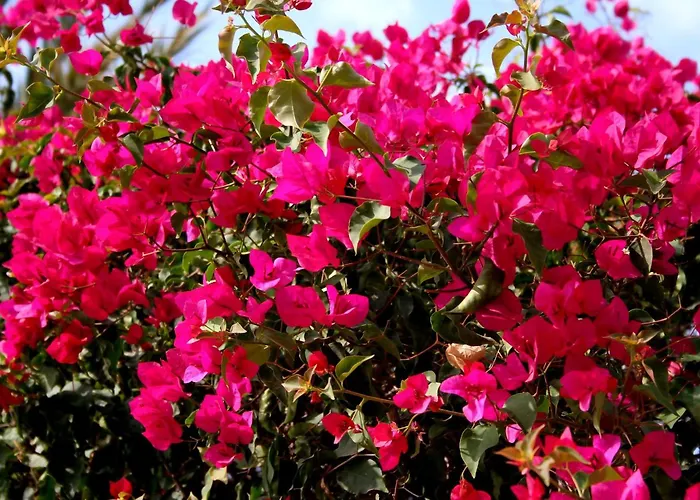 Nuevo Atico Con Piscina Privada Y Vistas Al Mar Fuengirola